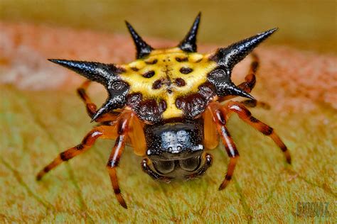 spiny orb weaver spider.